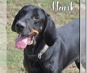 Black and Tan Coonhound-Unknown Mix Dogs for adoption in Evansville, IN, USA