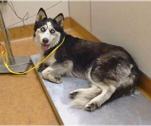 Gerberian Shepsky Dogs for adoption in Sacramento, CA, USA