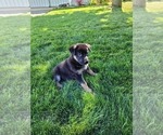 Small Photo #4 German Shepherd Dog Puppy For Sale in NEW HAVEN, IN, USA