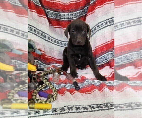 Medium Photo #2 Labrador Retriever Puppy For Sale in MERIDEN, KS, USA