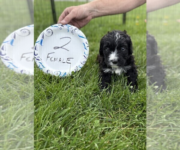 Medium Photo #5 Bernedoodle Puppy For Sale in BROWNSTOWN, IN, USA