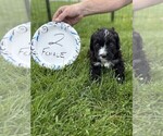 Small #4 Bernedoodle