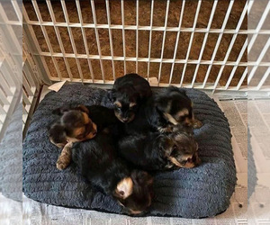 -Yorkshire Terrier Mix Puppy for sale in BHAM, MI, USA
