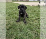 Puppy 6 Cane Corso
