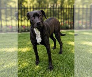 Jett-$75 Adoption Fee! Diamond Dog! - Male Labrador Retriever-Unknown Mix Dog for Adoption - Photo #8
