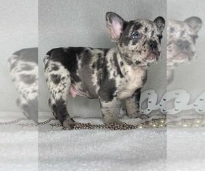 French Bulldog Puppy for sale in RIVERSIDE, CA, USA