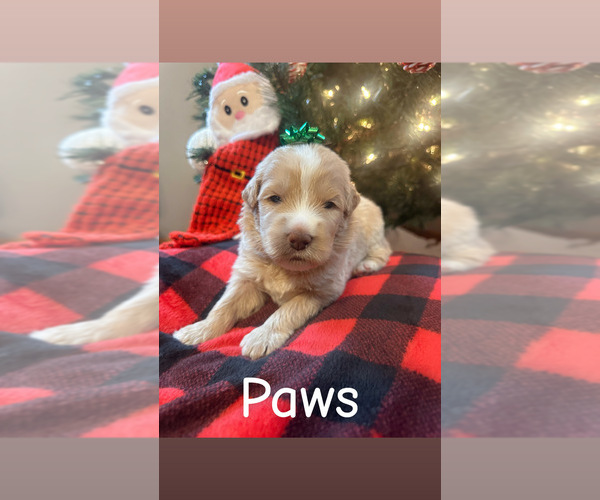 Medium Photo #13 Pyredoodle Puppy For Sale in MINSTER, OH, USA