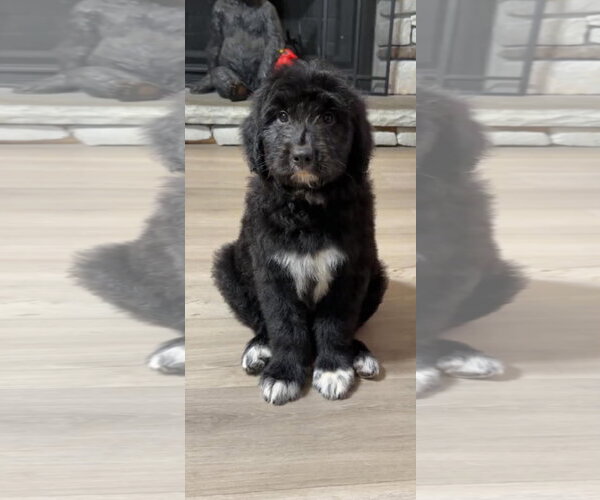 Medium Photo #2 Australian Shepherd-Retriever  Mix Puppy For Sale in Sheboygan, WI, USA