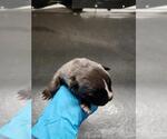 Small American Staffordshire Terrier