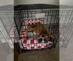 Small Photo #18 Boxer Puppy For Sale in Austin, TX, USA