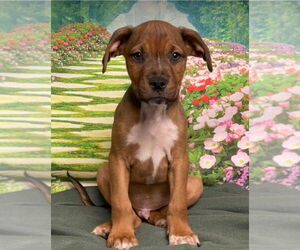 American Staffordshire Terrier-Unknown Mix Dogs for adoption in Lakewood, CO, USA