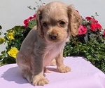 Small Photo #15 Cocker Spaniel Puppy For Sale in GOSHEN, IN, USA
