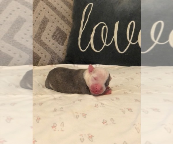 Medium Photo #2 American Pit Bull Terrier Puppy For Sale in RANCHO CUCAMONGA, CA, USA