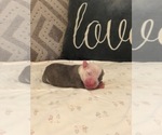 Small Photo #2 American Pit Bull Terrier Puppy For Sale in RANCHO CUCAMONGA, CA, USA