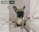 Small Photo #2 French Bulldog Puppy For Sale in MINERAL WELLS, WV, USA