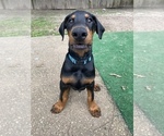 Puppy 7 Doberman Pinscher