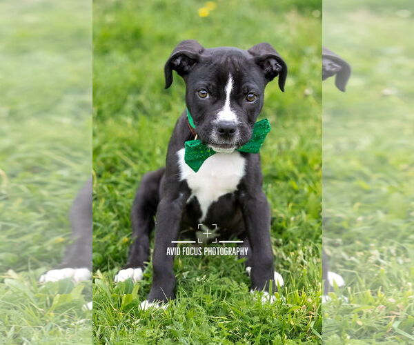 Medium Photo #5 American Staffordshire Terrier-Unknown Mix Puppy For Sale in McKinney, TX, USA