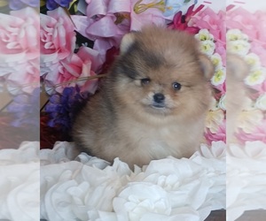 Pomeranian Puppy for sale in BEVERLY HILLS, CA, USA