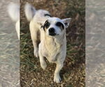 Small #2 Chihuahua