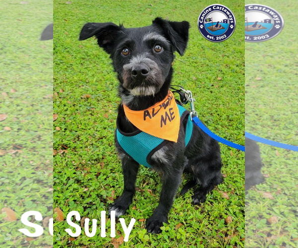Medium Photo #5 Mutt Puppy For Sale in Arcadia, FL, USA