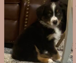 Puppy Daiquiri Australian Shepherd