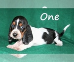 Small Photo #6 Basset Hound Puppy For Sale in LAKESIDE, CA, USA