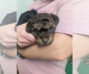 YorkiePoo Puppy for sale in MEDICINE LODGE, KS, USA