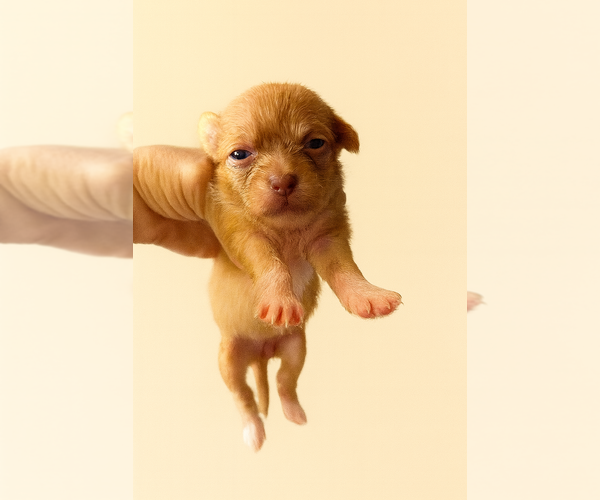 Medium Photo #3 Brussels Griffon Puppy For Sale in San Diego , CA, USA