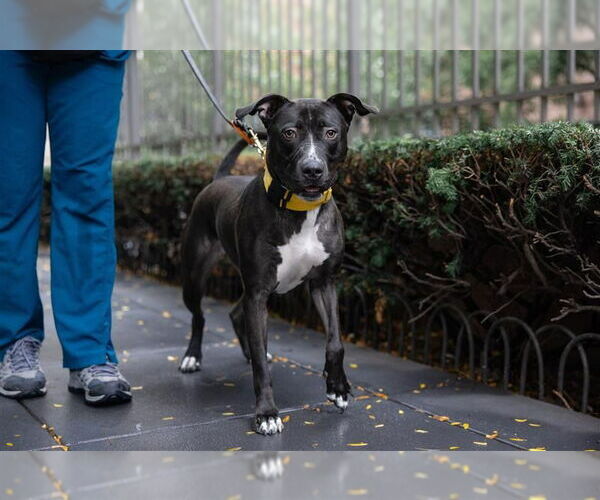 Medium Photo #3 American Staffordshire Terrier Puppy For Sale in Sayreville, NJ, NJ, USA