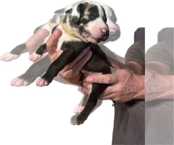 Medium Photo #2 Great Dane Puppy For Sale in WILLIS, TX, USA