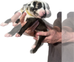 Small #1 Great Dane