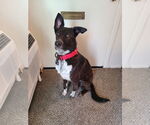 Small #7 American Pit Bull Terrier Mix