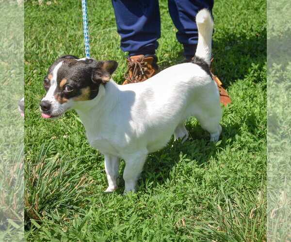 Medium Photo #3 Jack-Rat Terrier Puppy For Sale in Huntley, IL, USA