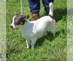 Small #2 Jack-Rat Terrier