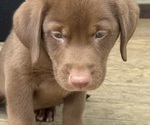 Small #4 Labrador Retriever