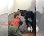 Small #4 American Pit Bull Terrier-Labrador Retriever Mix
