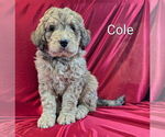 Puppy Cole Bernedoodle