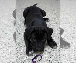 Mutt Dogs for adoption in Mechanicsburg, PA, USA