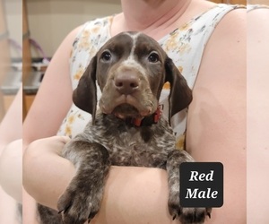 German Shorthaired Pointer Puppy for Sale in BERESFORD, South Dakota USA