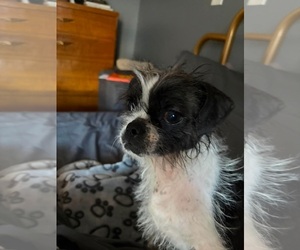 Boston Terrier-Unknown Mix Dogs for adoption in Grafton, WI, USA