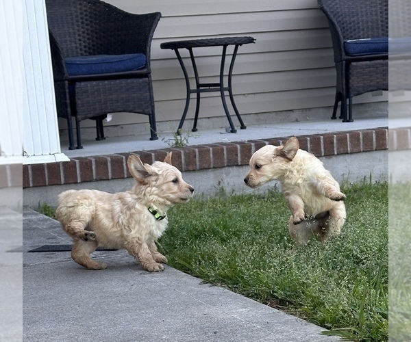 Medium Photo #8 Golden Retriever Puppy For Sale in JACKSONVILLE, NC, USA