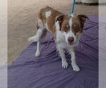 Small #1 Border-Aussie