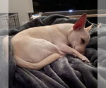 Small #2 Chihuahua