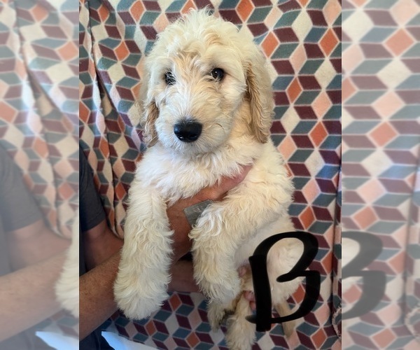 Medium Photo #3 Goldendoodle Puppy For Sale in GROTON, NY, USA