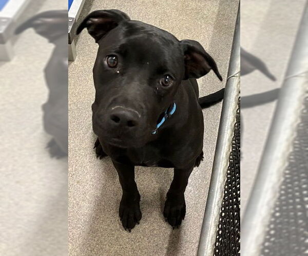 Medium Photo #1 Labrador Retriever-Unknown Mix Puppy For Sale in Sterling, MA, USA