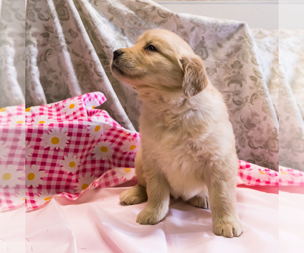 Medium Photo #4 Golden Retriever Puppy For Sale in WAKARUSA, IN, USA