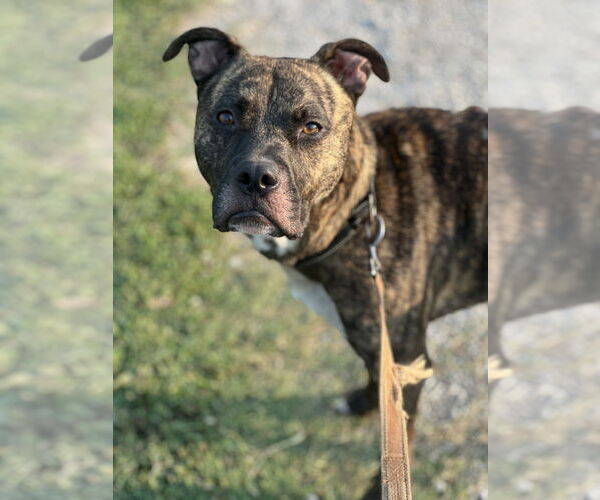 Medium Photo #2 Boxer-Unknown Mix Puppy For Sale in Evansville, IN, USA