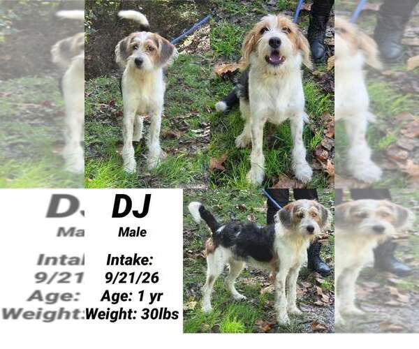Medium Photo #4 Mutt Puppy For Sale in Aurora, IN, USA