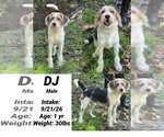 Small Photo #4 Mutt Puppy For Sale in Aurora, IN, USA