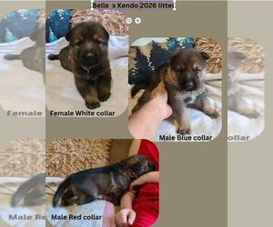 German Shepherd Dog Puppy for sale in GOLDENDALE, WA, USA
